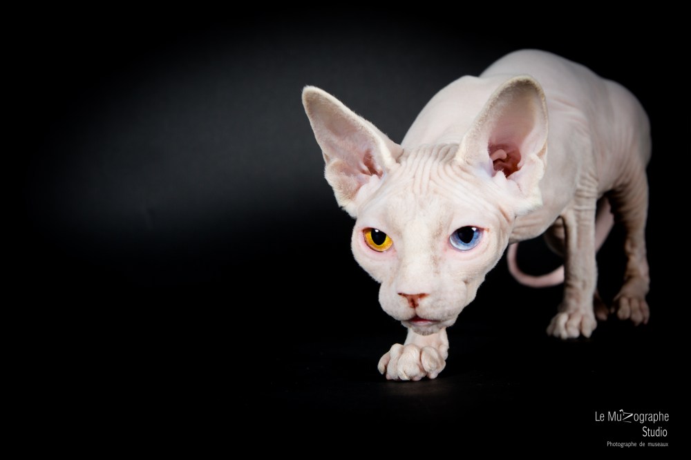 E.T. Sphynx © Le MuZographe pour Purr Obscure Cattery