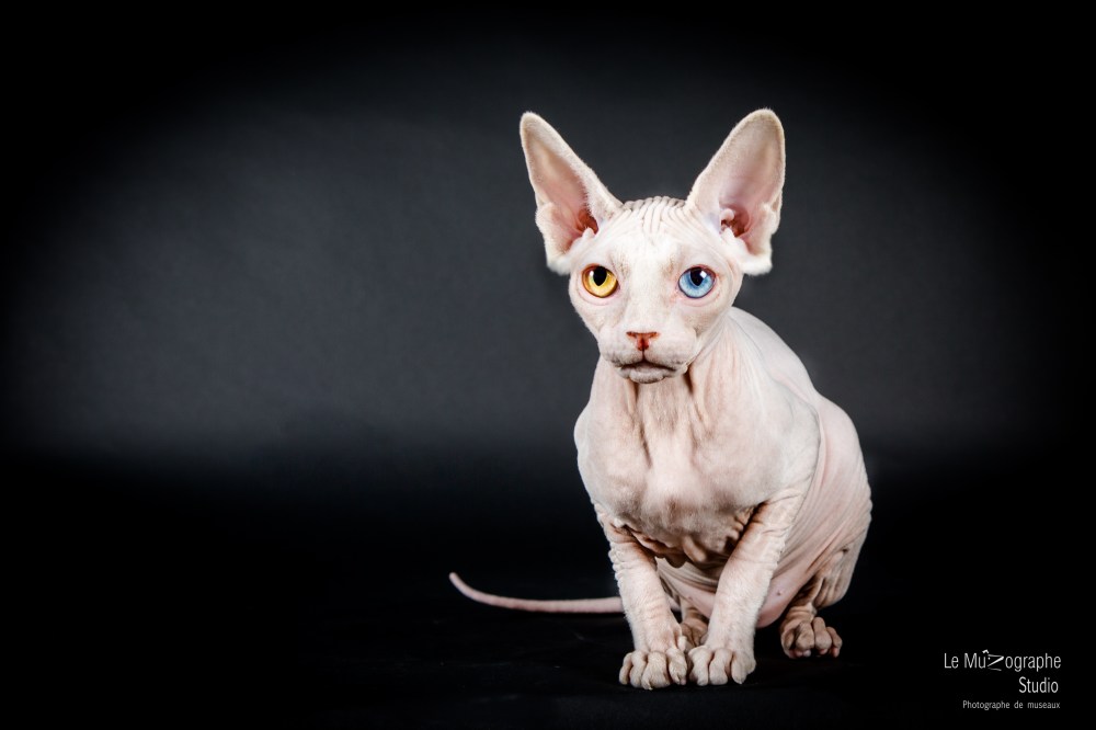 E.T. Sphynx © Le MuZographe pour Purr Obscure Cattery