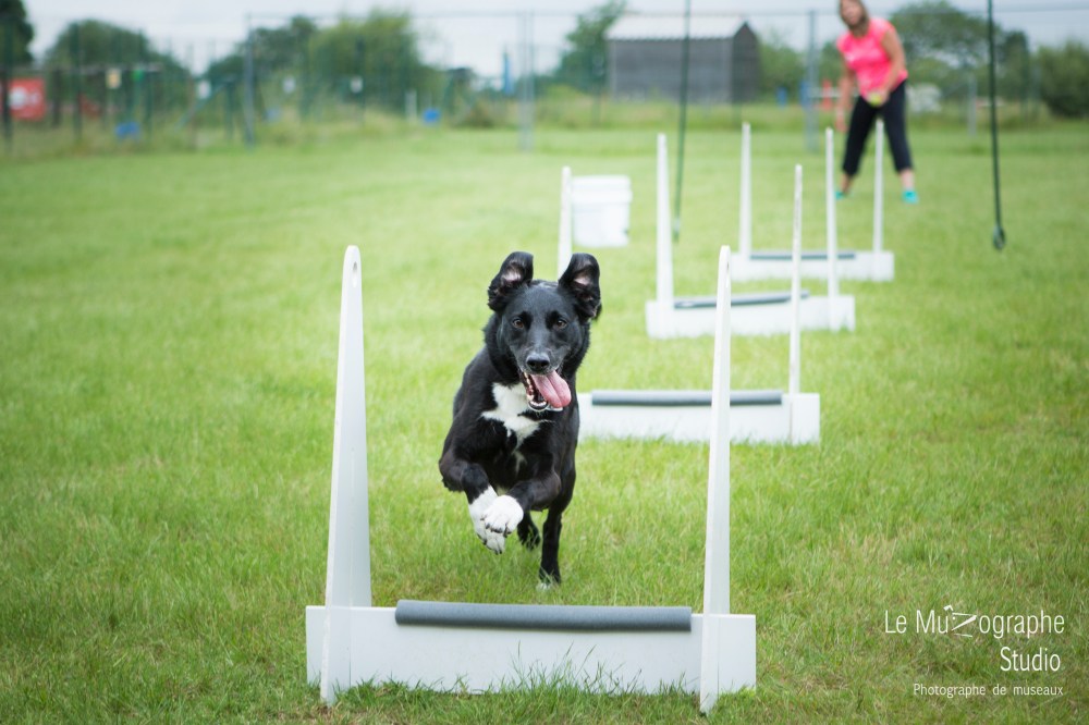 low MZ Flyball102
