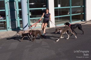 Photographe canin pour évènements sportifs