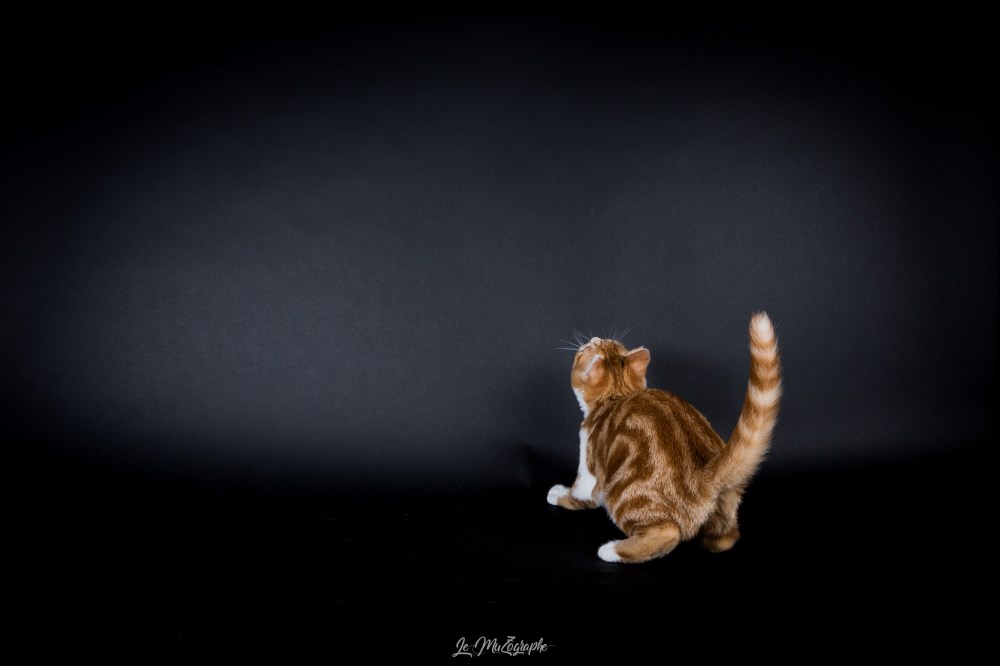 mz follow cosette-11