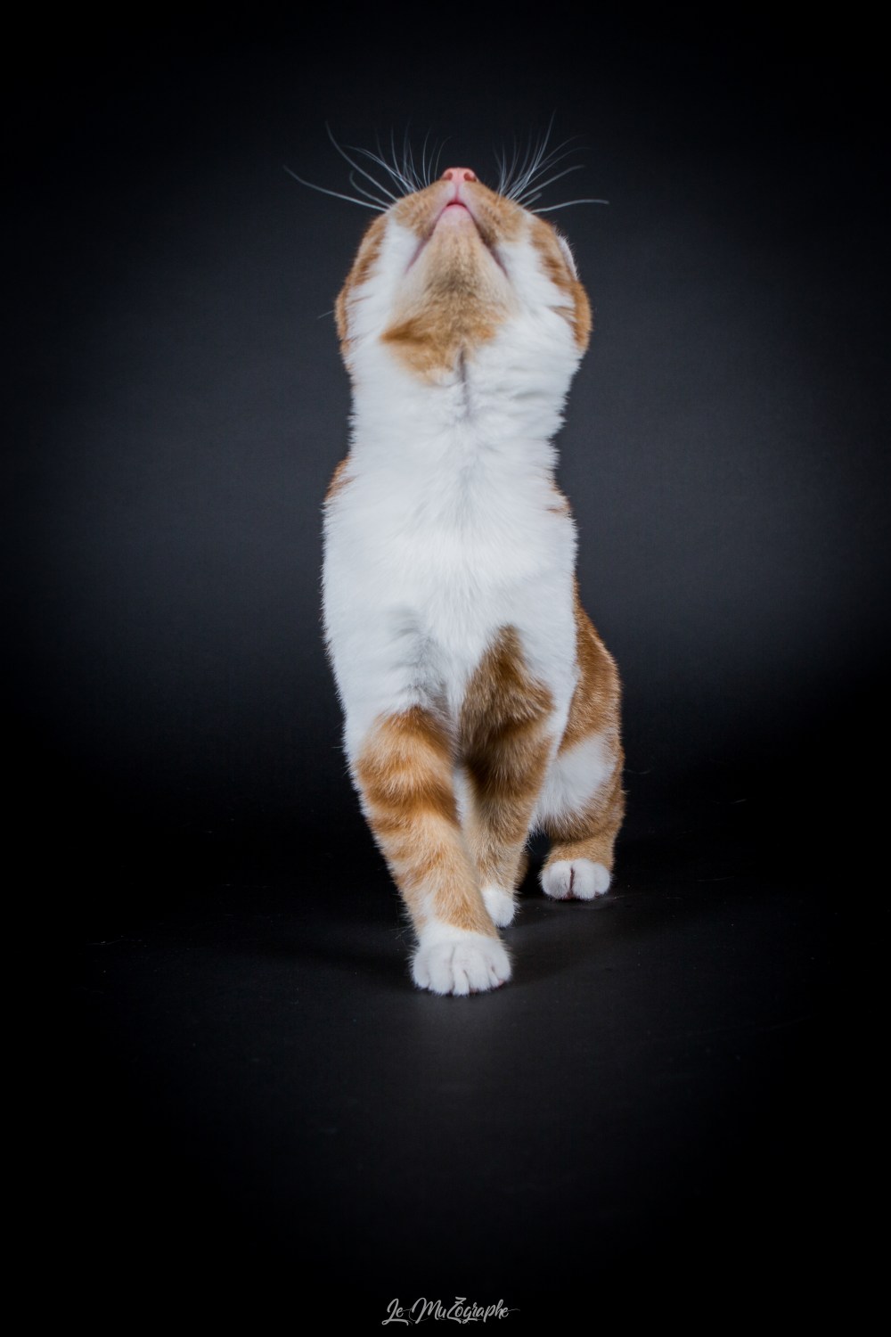 mz follow cosette-12