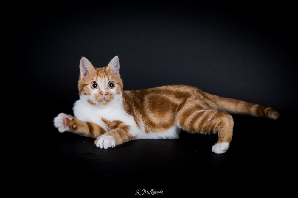 mz follow cosette-15