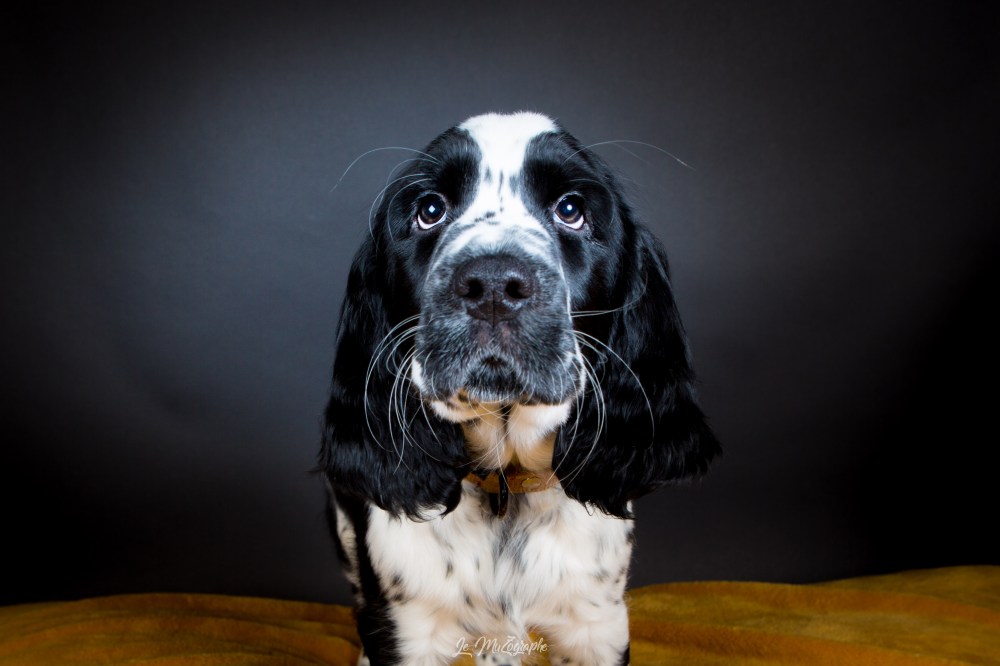 Les bébés de Miss Marple © Le MuZographe, 2019