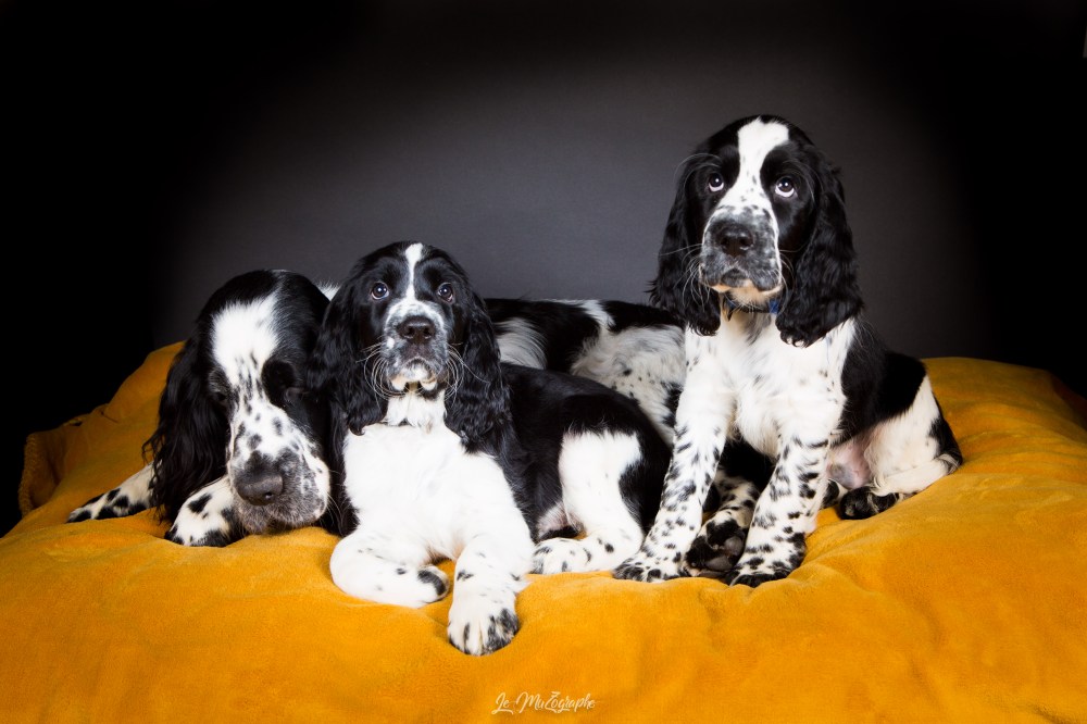 Les bébés de Miss Marple © Le MuZographe, 2019