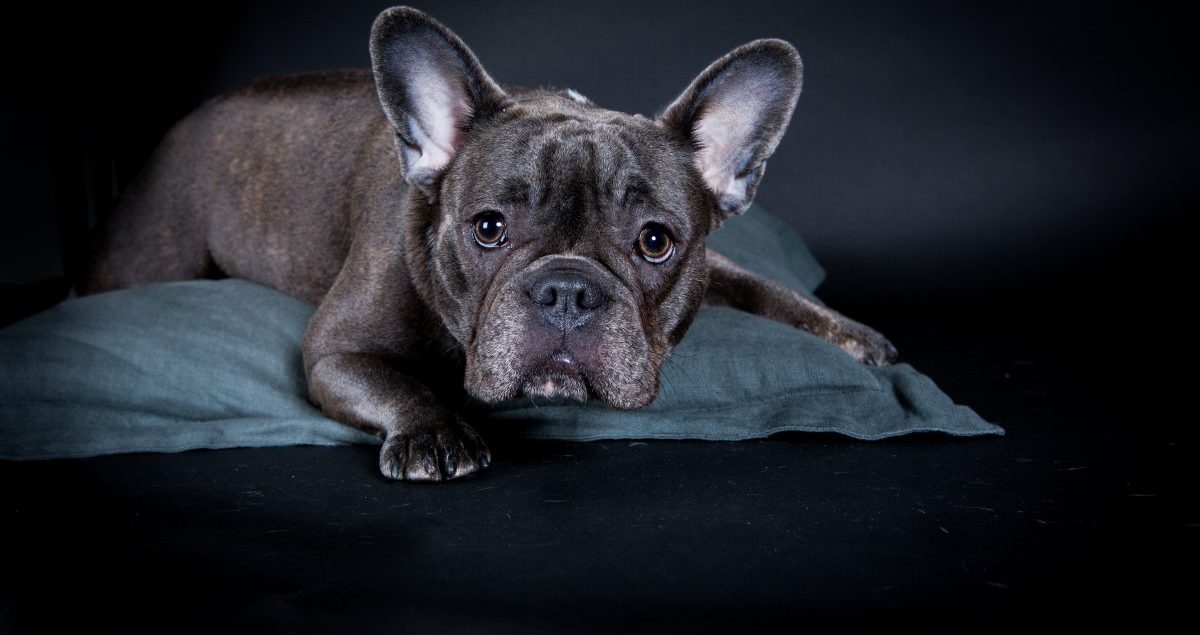 Chiot french bulldog