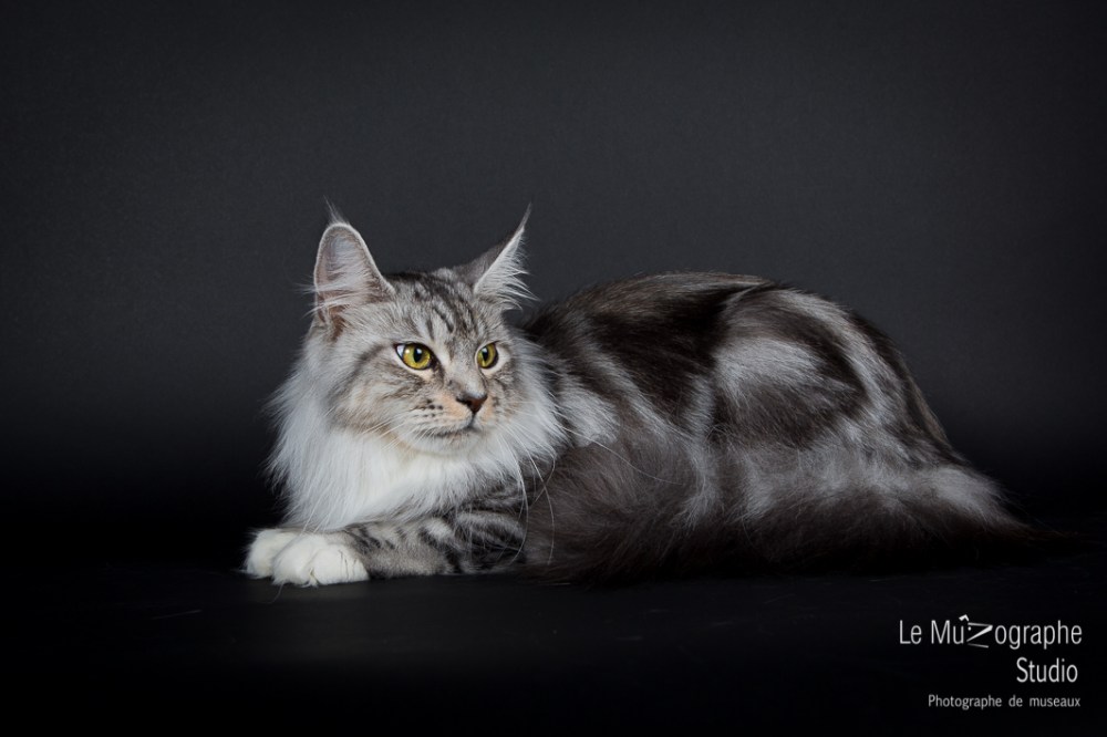 Portrait d'un MaineCoon à Paris, photographe pour chat