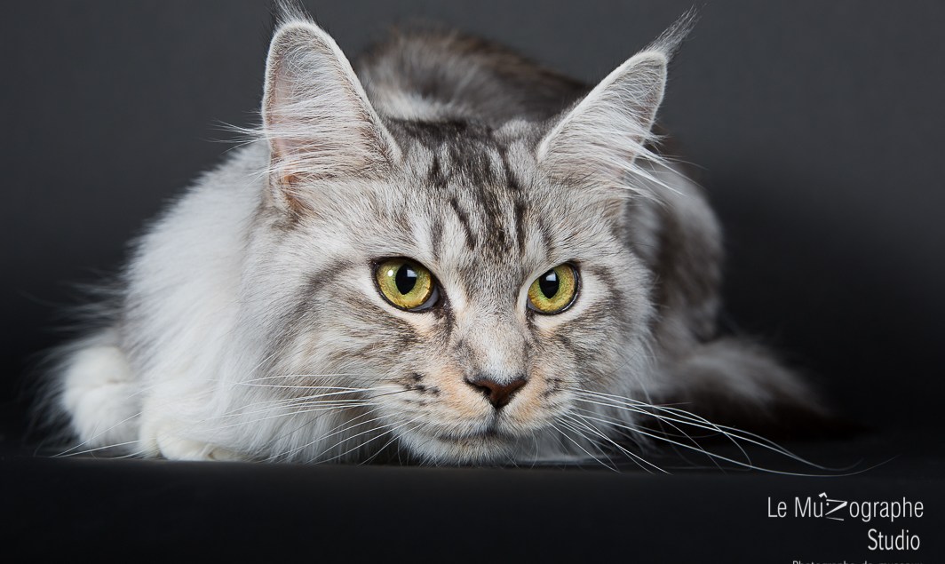 Portrait de chat Maine Coon par le MuZographe, photographe pour chat
