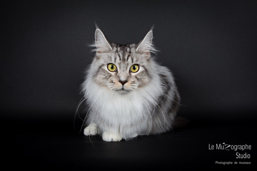 Chat Maine Coon par Le Muzographe en studio