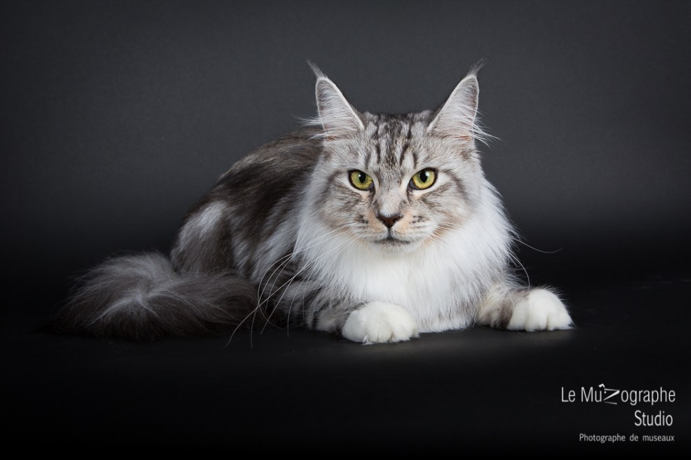 Grand chat Maine Coon au studio du MuZographe