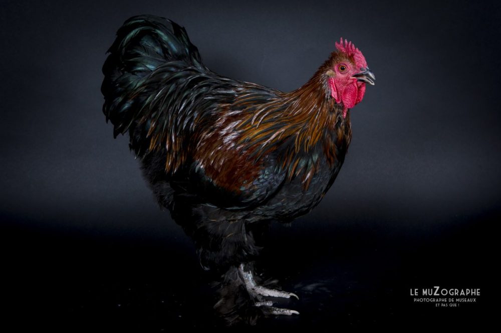 Photo artistique d'un coq gaulois