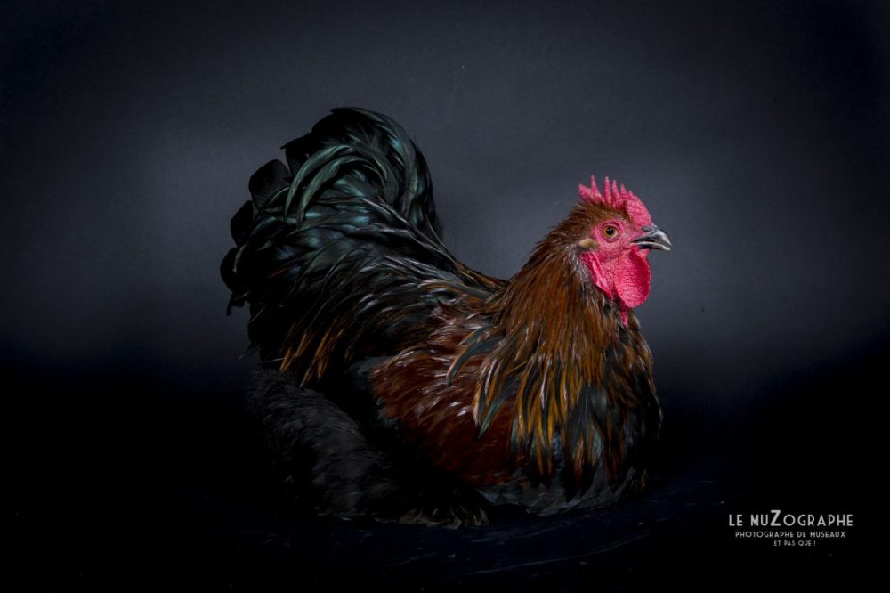 Coq gaulois en studio, Berry