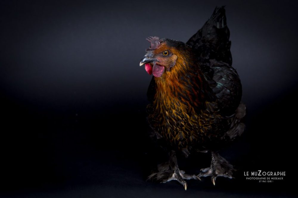 Une poule gauloise en studio, Vendée