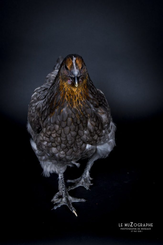 Poule bleue et dorée en studio