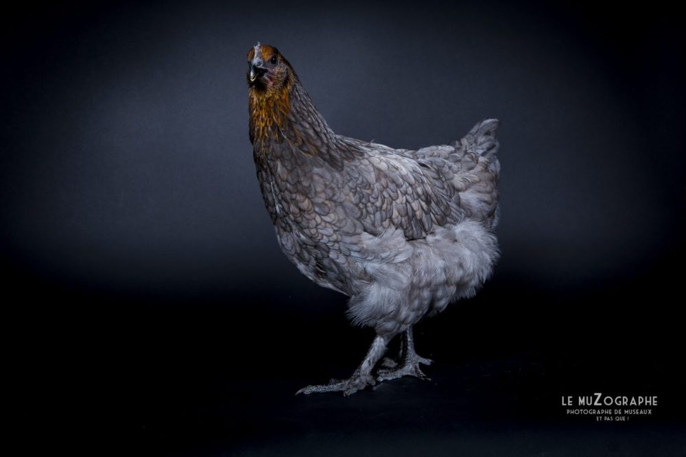 Photo d'une poule artistique en Vendée