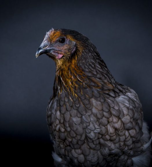 Portrait d"une poule bleue en studio à Paris