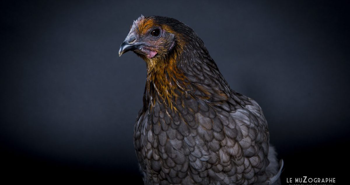 Portrait d"une poule bleue en studio à Paris