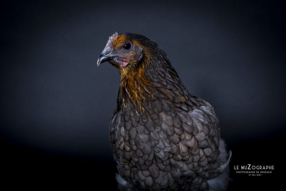 Portrait d"une poule bleue en studio à Paris