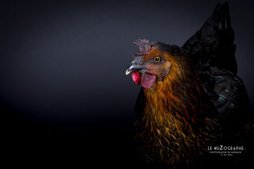 Gros plan d'une poule