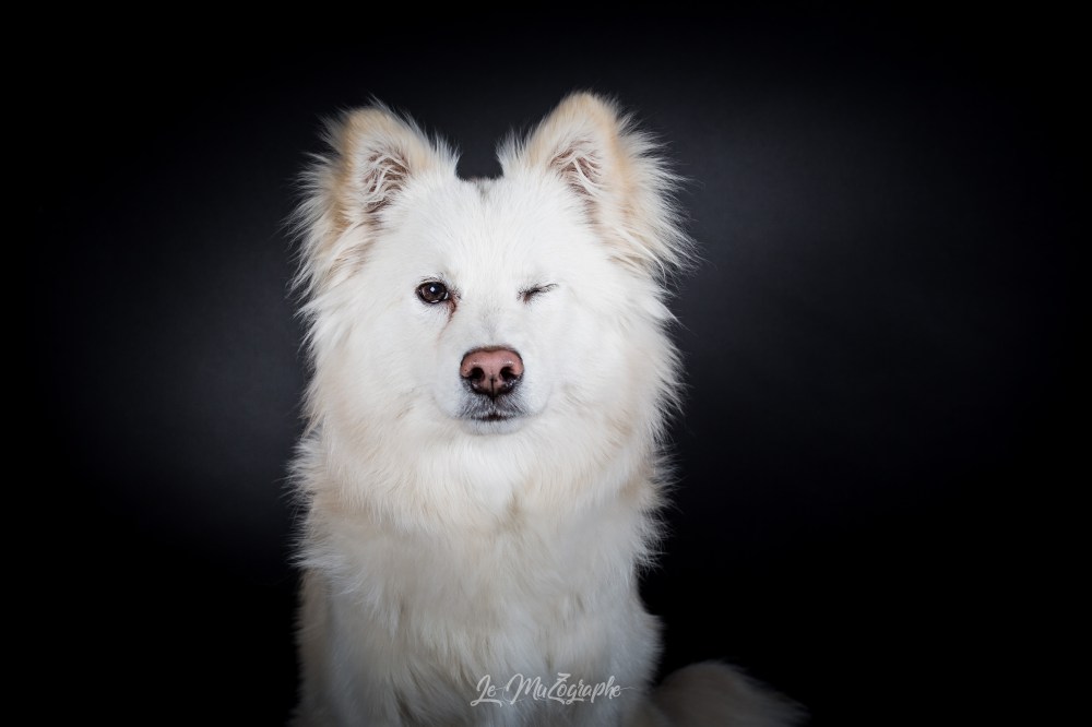 Portrait chien à Paris