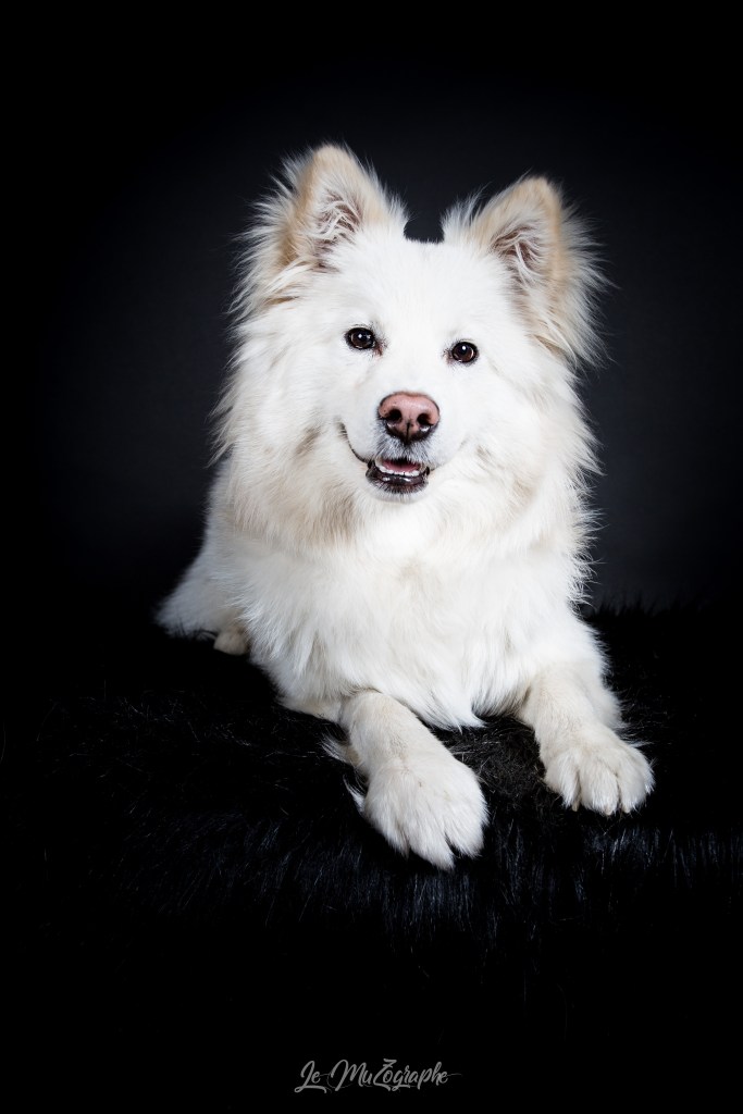 Photo de chien à Bourges