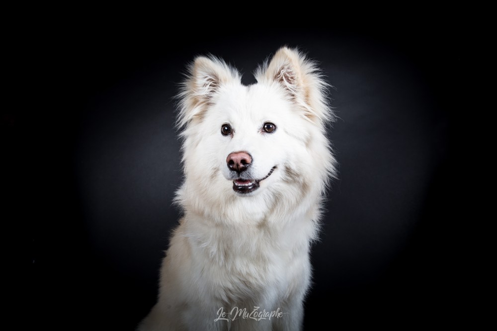 Finois de 3/4, blanc en studio par Le Muzographe