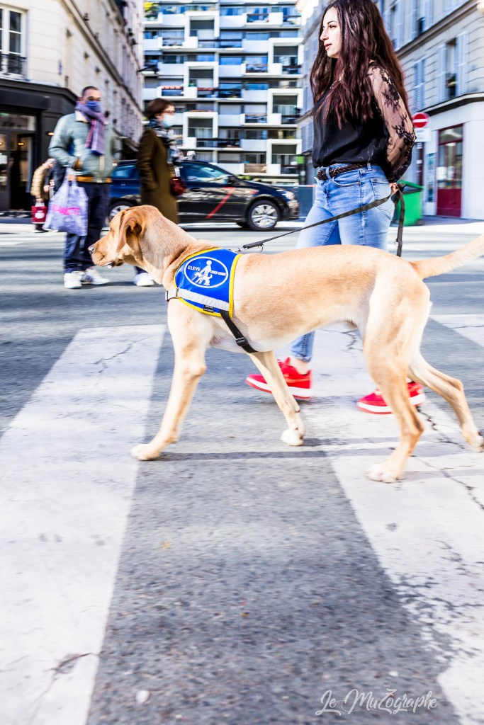 labrador à paris onzième par le muzographe