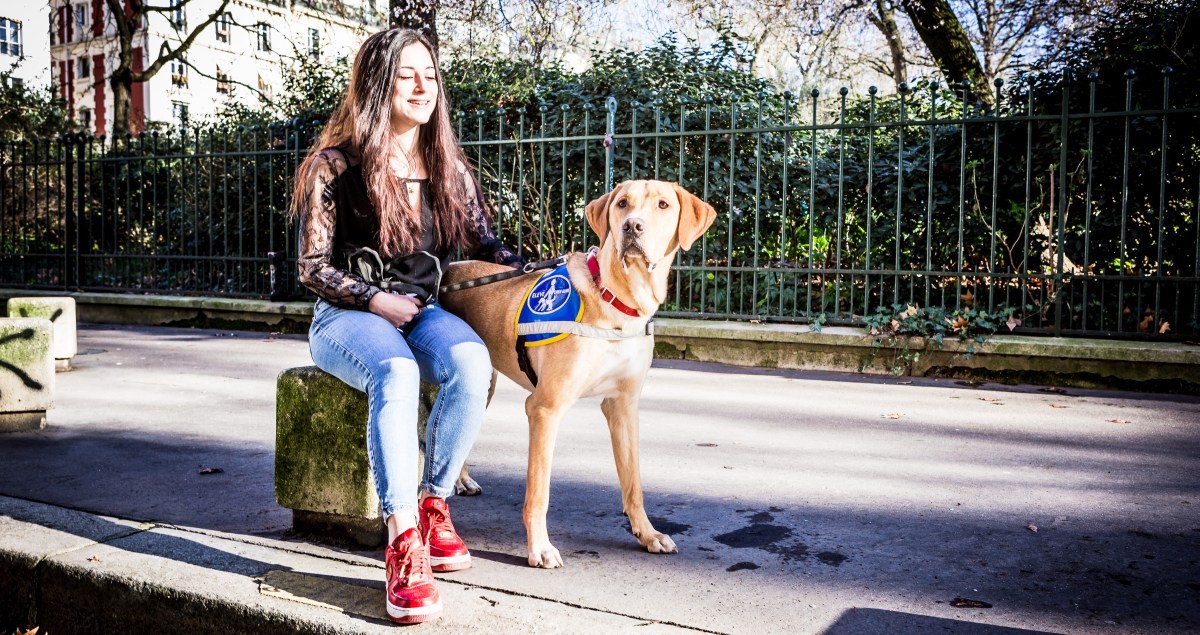Labrador futur chien d'aveugle à Paris