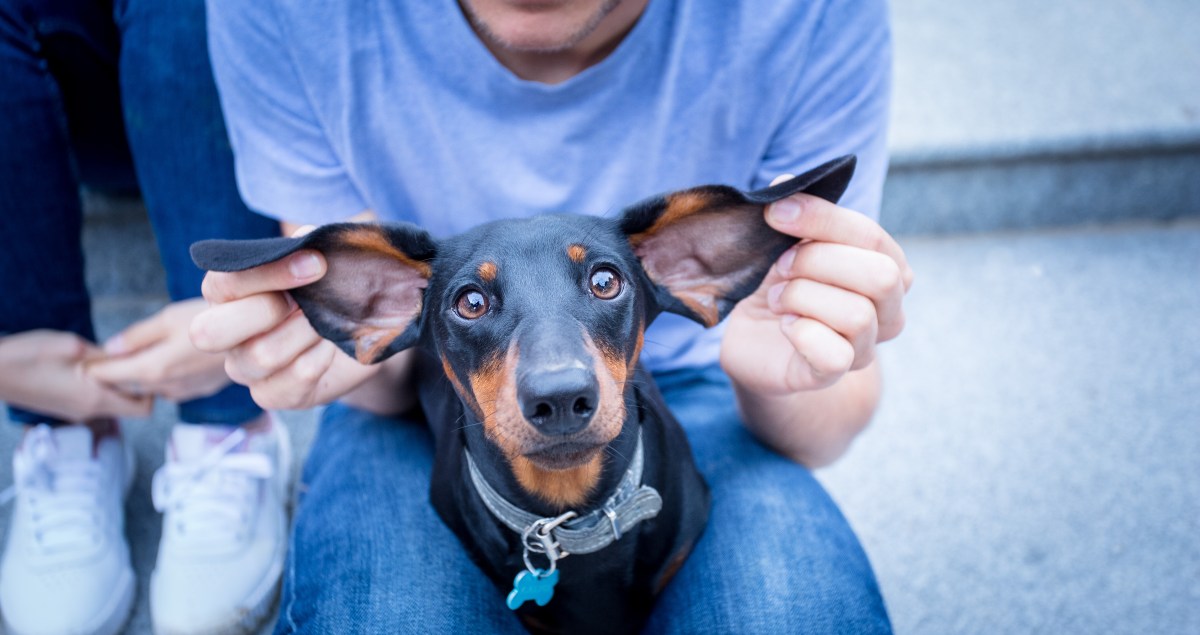 Shooting Teckel à Toulouse
