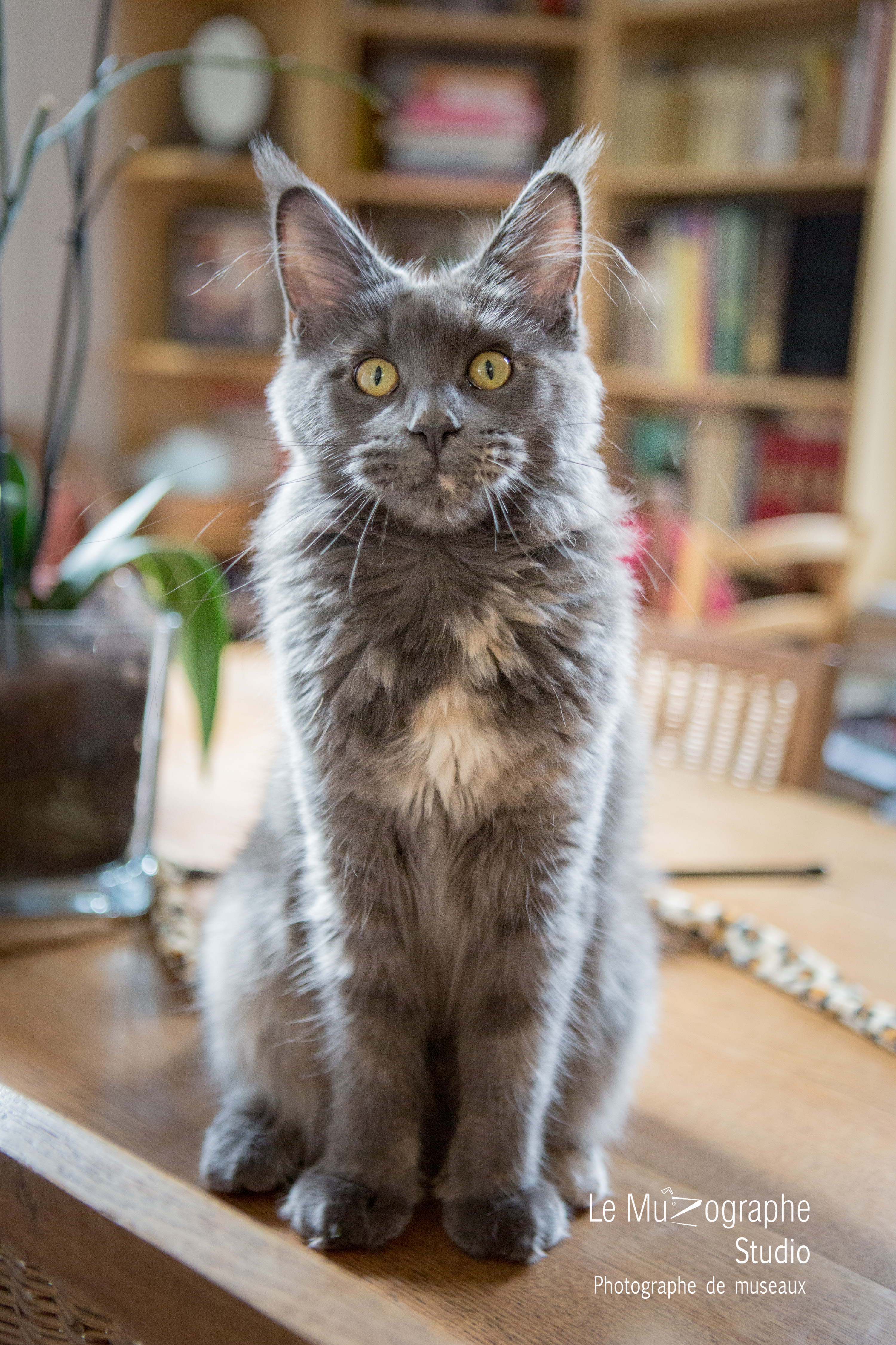 Chat maine coon Paris, photgraphe à domicile © Le Muzographe, Nathalie Tiennot photographe