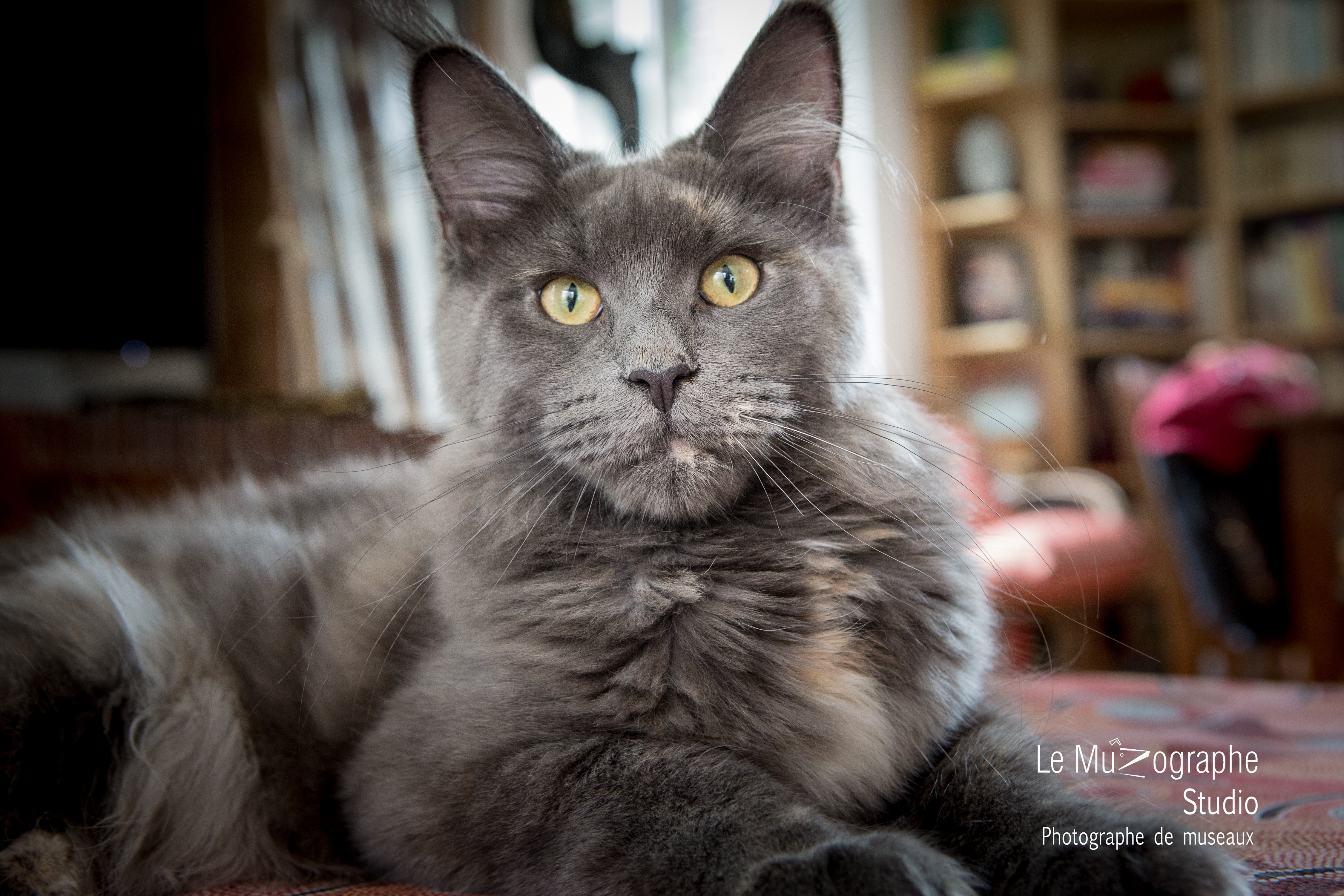 Portrait chat de maison, photographe animaux Bourges, Paris © Le Muzographe, Nathalie Tiennot photographe