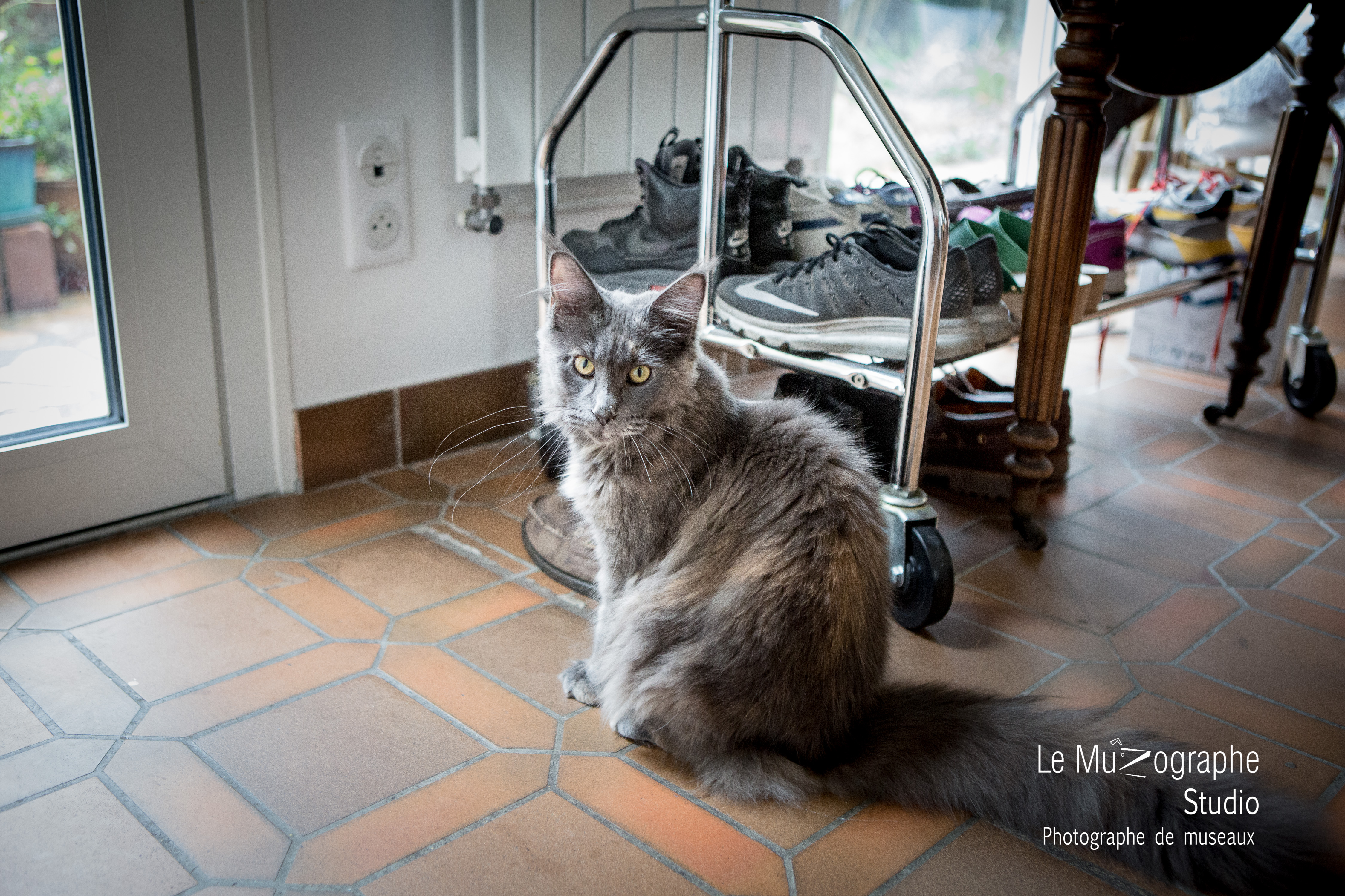 photo-reportage chat à Paris, Sceaux © Le Muzographe, Nathalie Tiennot photographe