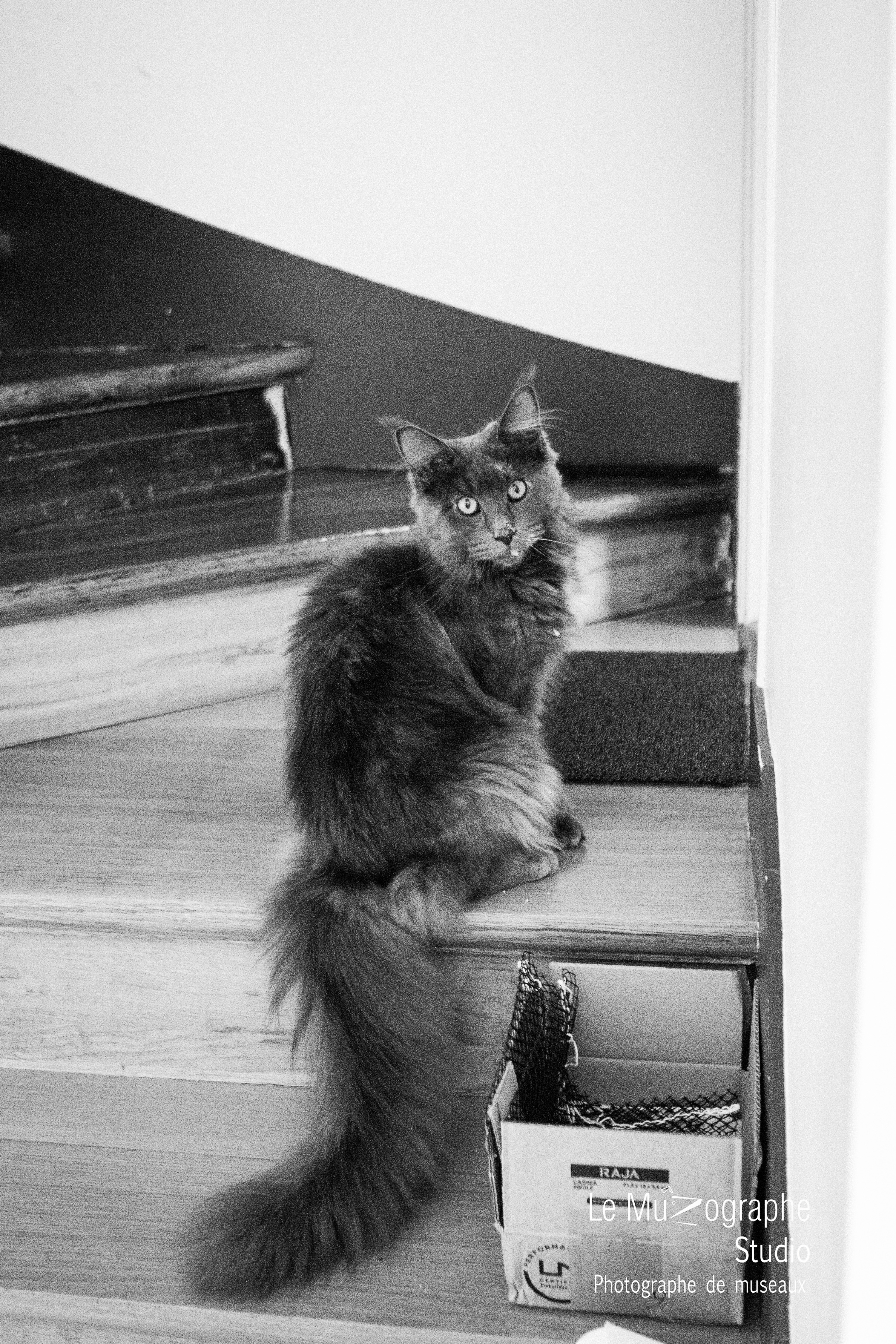 Chaton maine coon © Le Muzographe, Nathalie Tiennot photographe