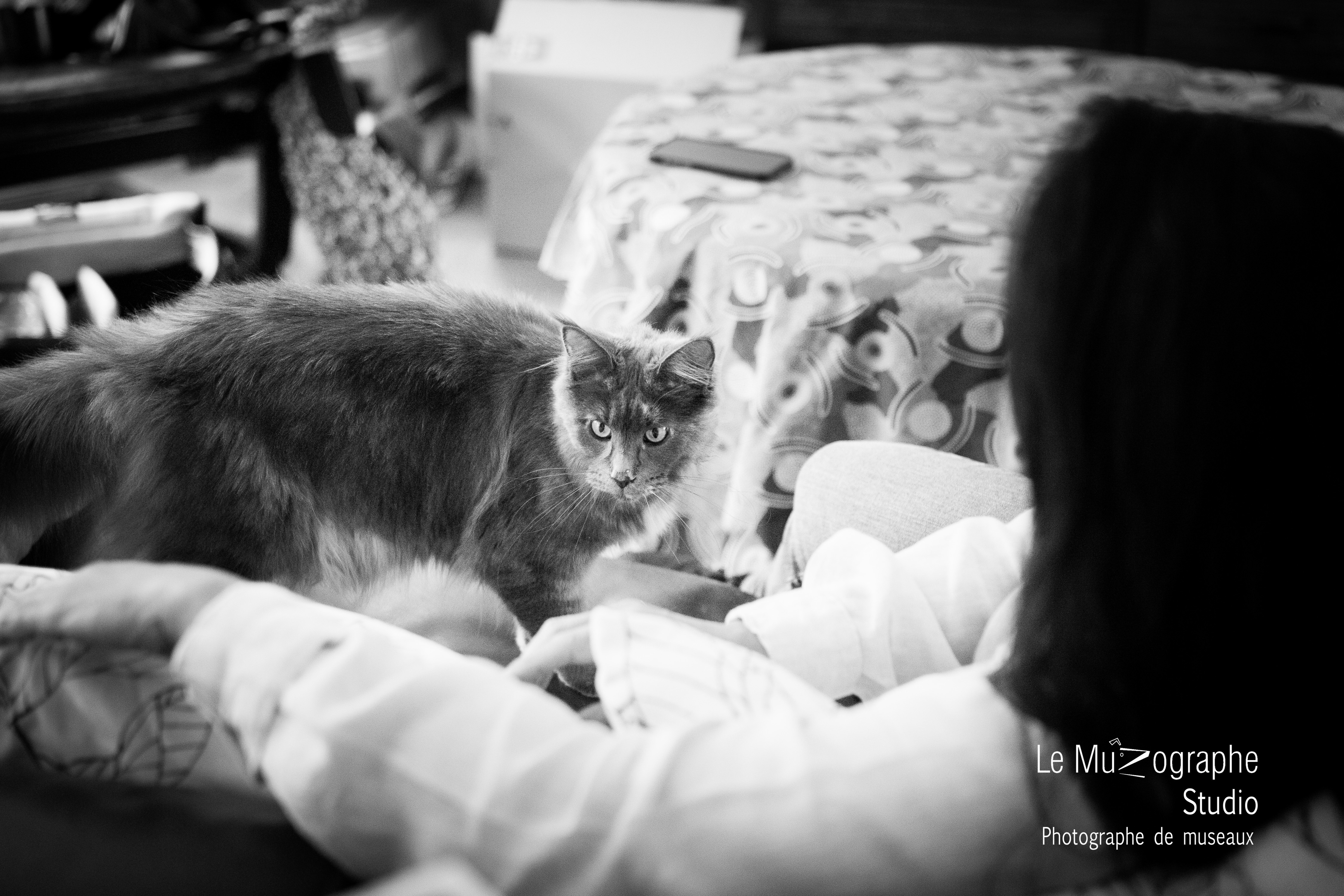 photographe pour chat à domicile © Le Muzographe, Nathalie Tiennot photographe