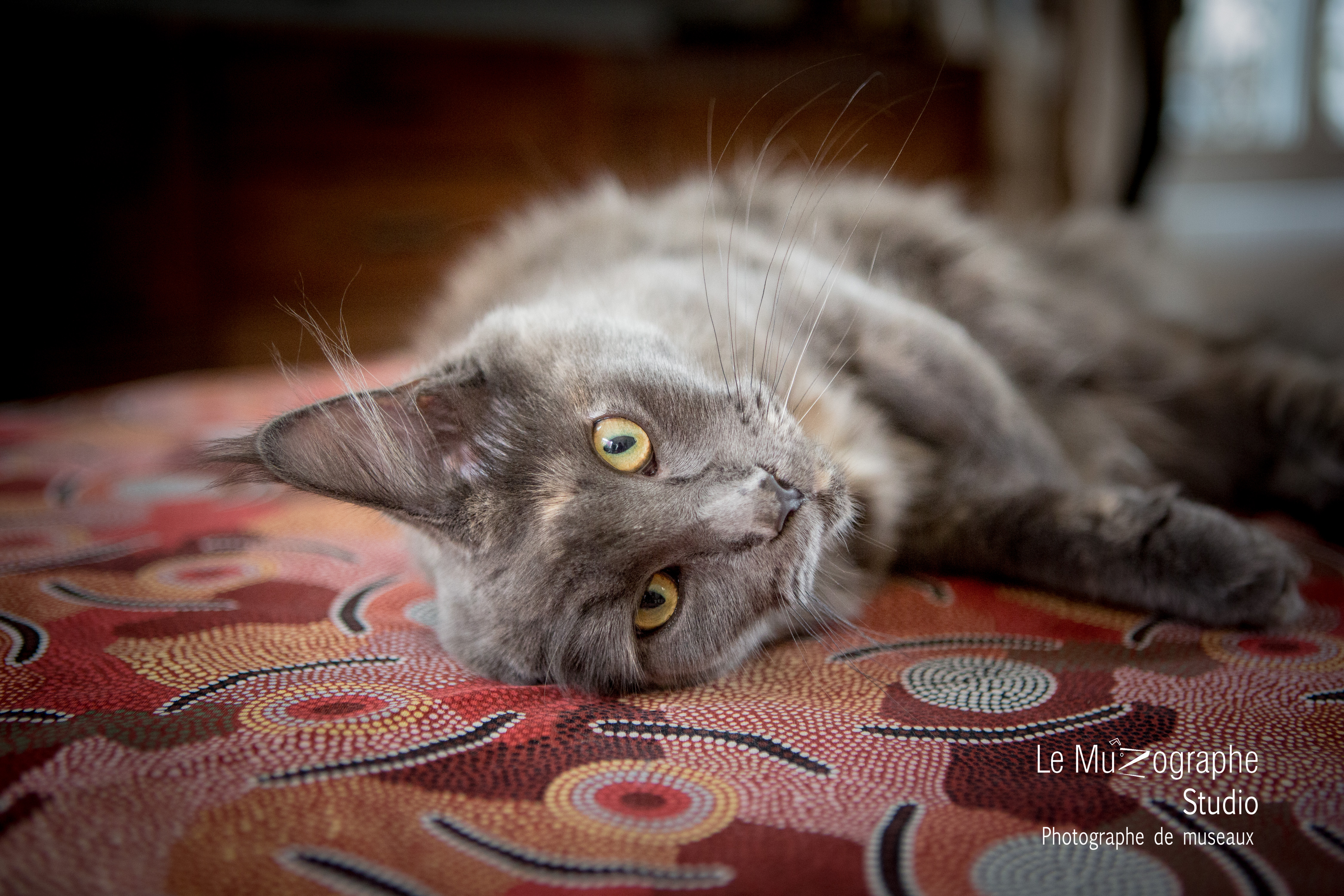 Portrait chat professionnel © Le Muzographe, Nathalie Tiennot photographe