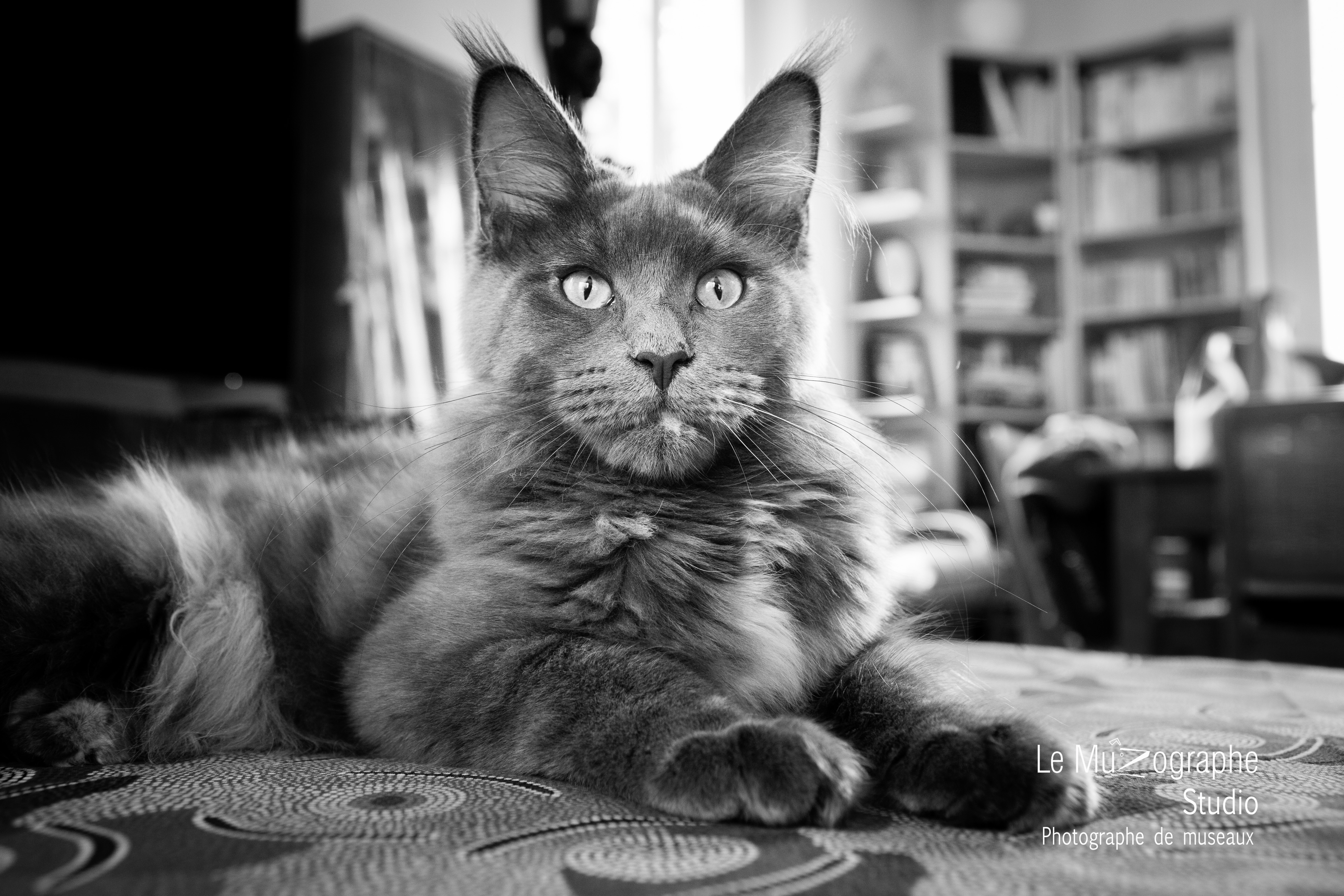 Shooting cadeau à Paris, chat noir et blanc © Le Muzographe, Nathalie Tiennot photographe