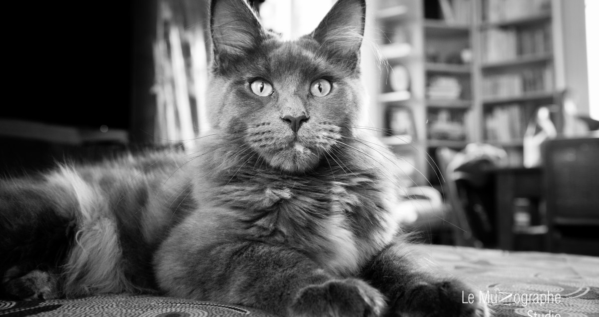 Shooting cadeau à Paris, chat noir et blanc © Le Muzographe, Nathalie Tiennot photographe