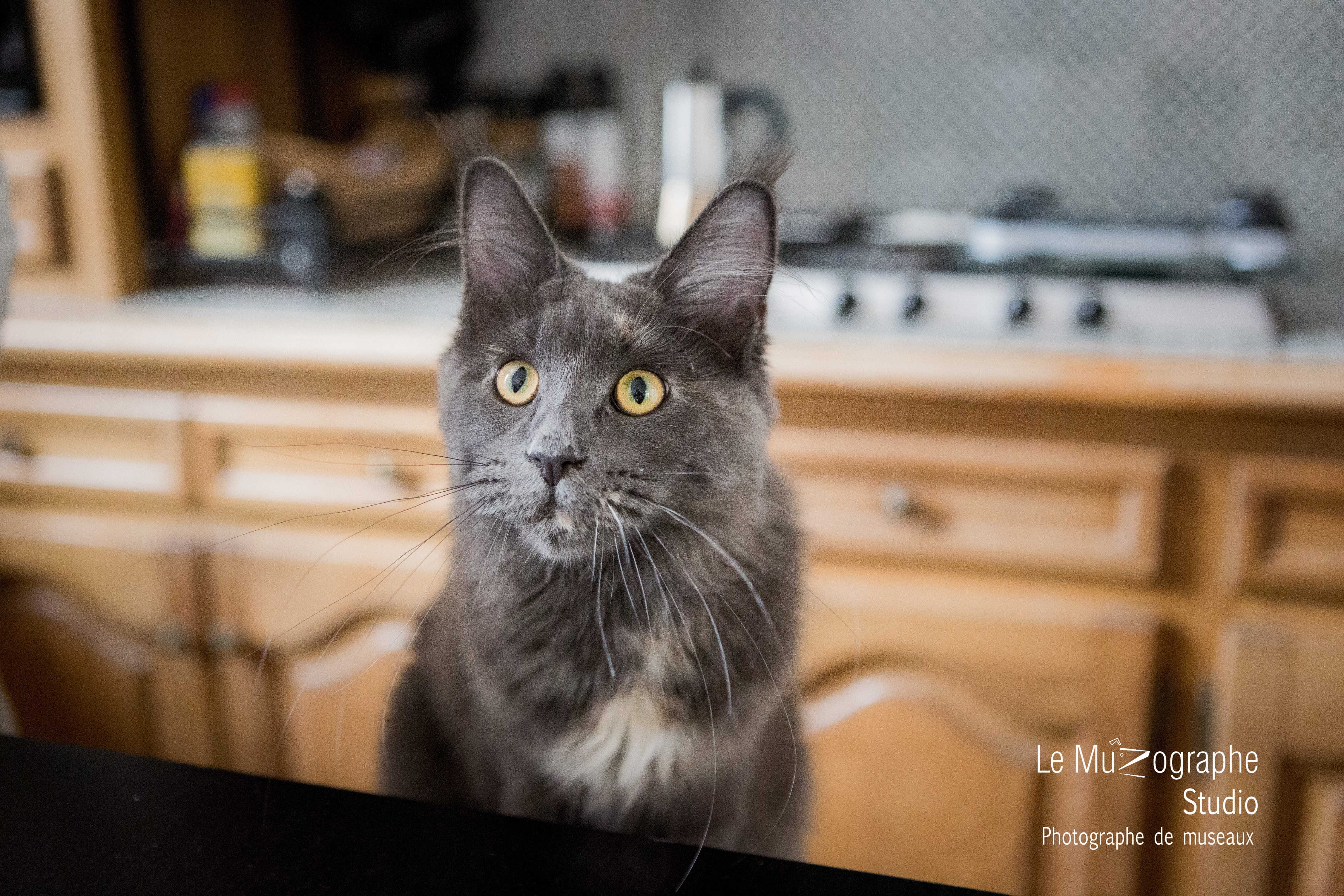 Photographe pour félins à Bourges © Le Muzographe, Nathalie Tiennot photographe