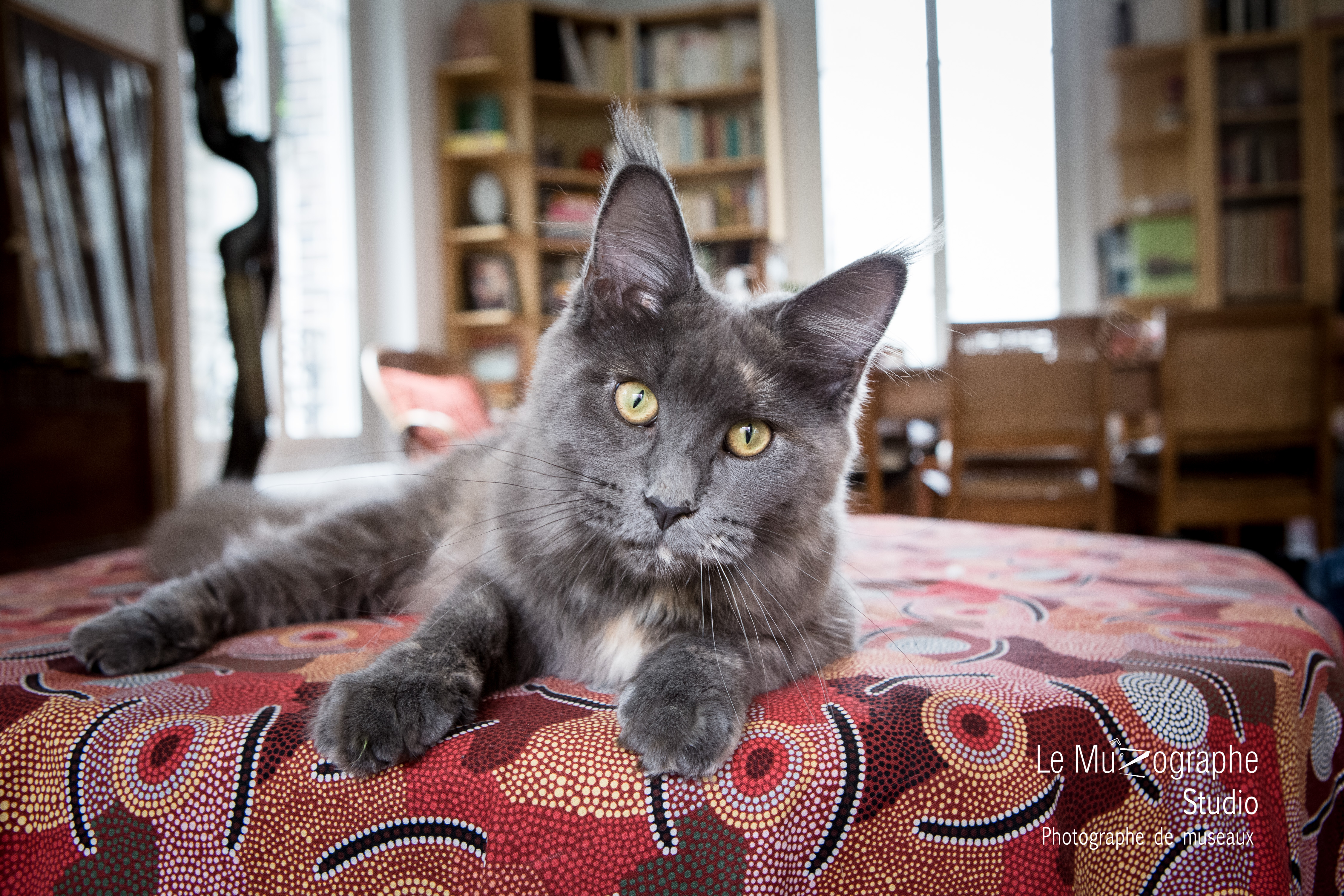Shooting cadeau chat à domicile © Le Muzographe, Nathalie Tiennot photographe