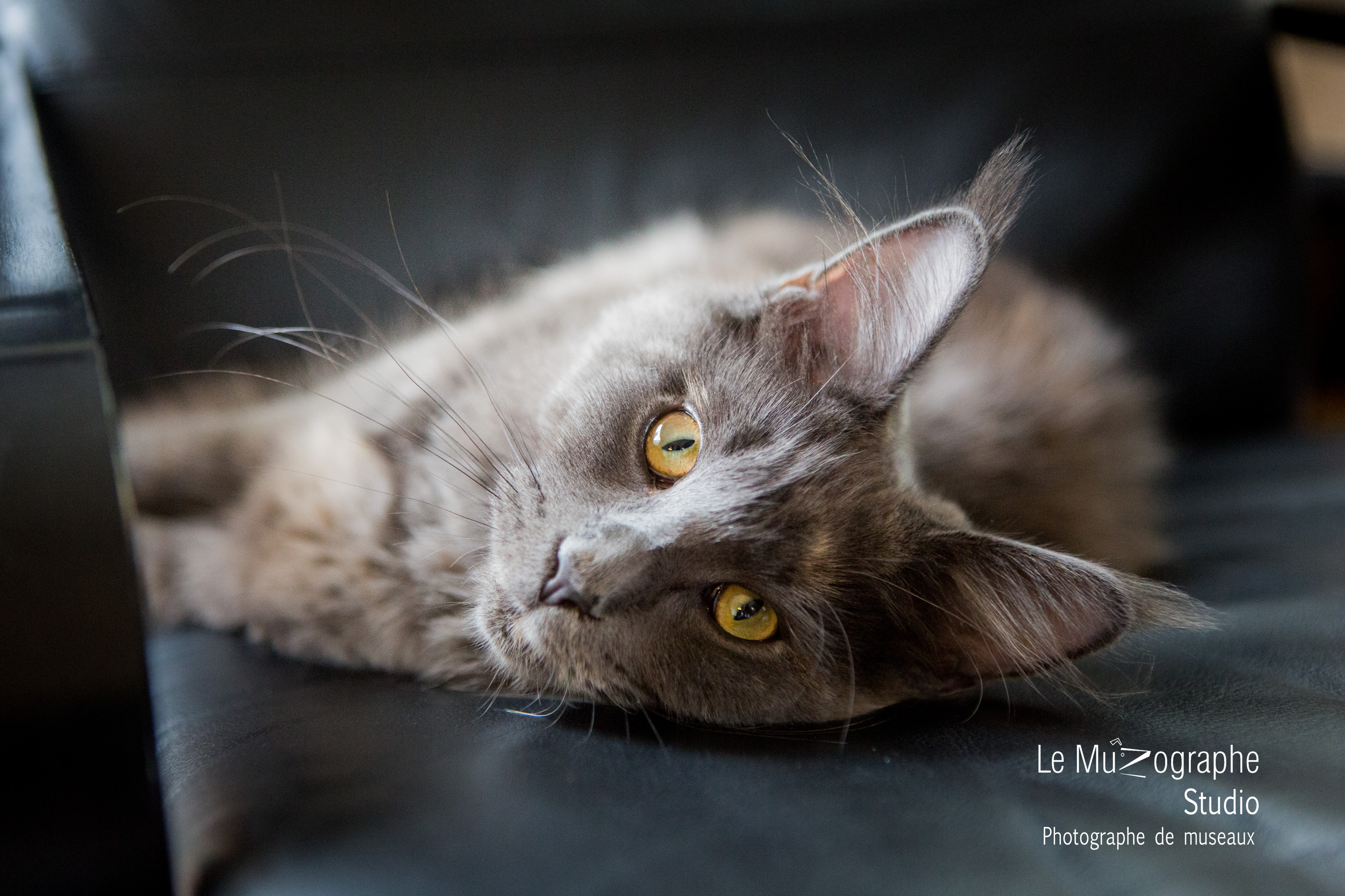 Photographe pour chat à domicile © Le Muzographe, Nathalie Tiennot photographe