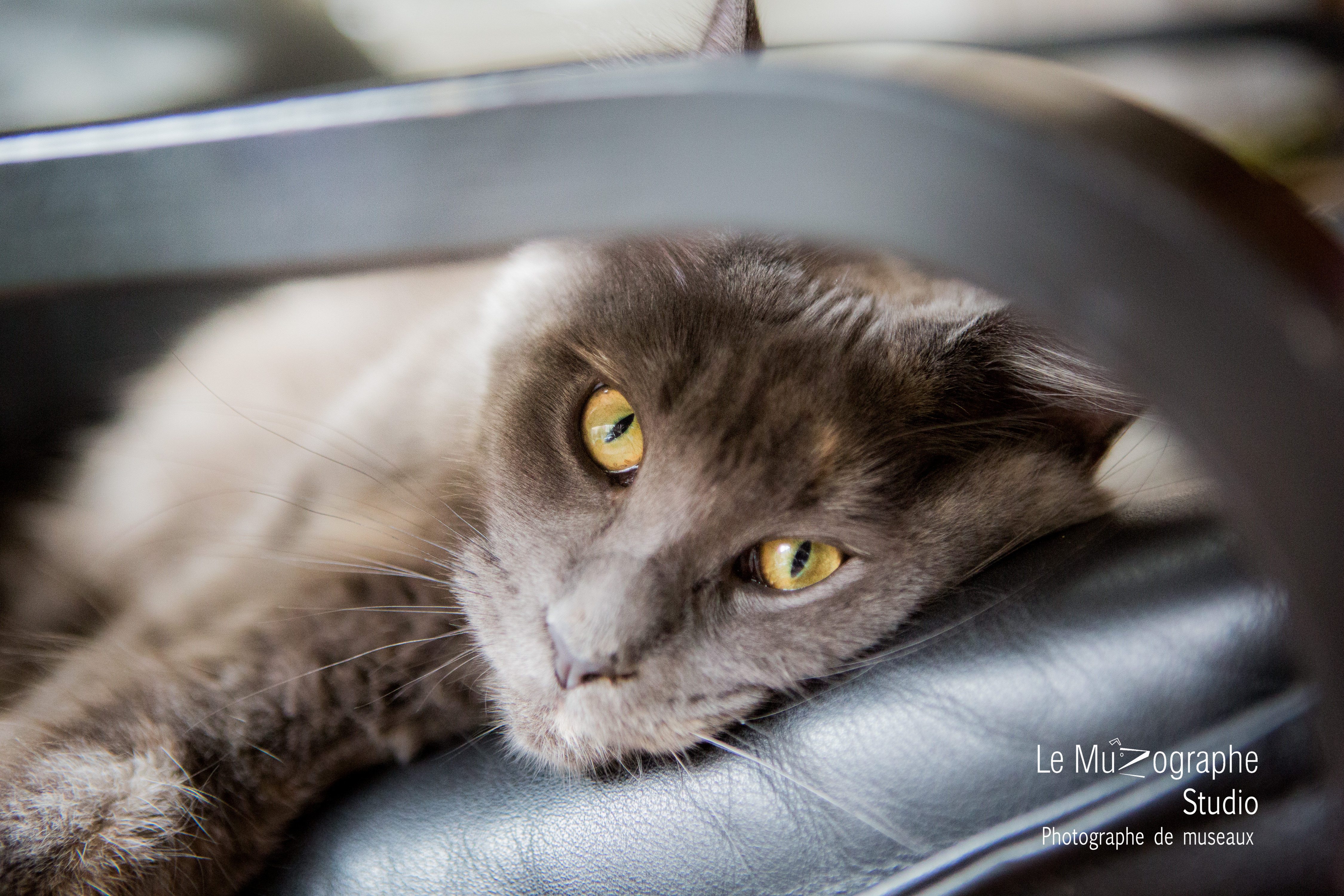 photographe pro à la maison © Le Muzographe, Nathalie Tiennot photographe