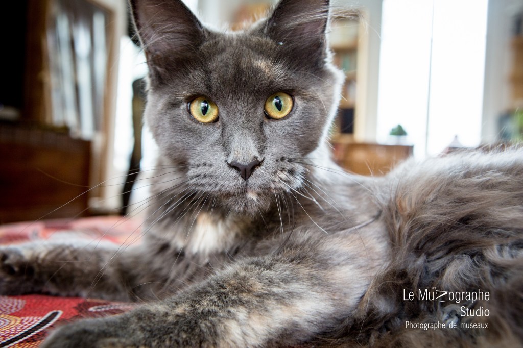 Portrait chat photographe Paris bon cadeau