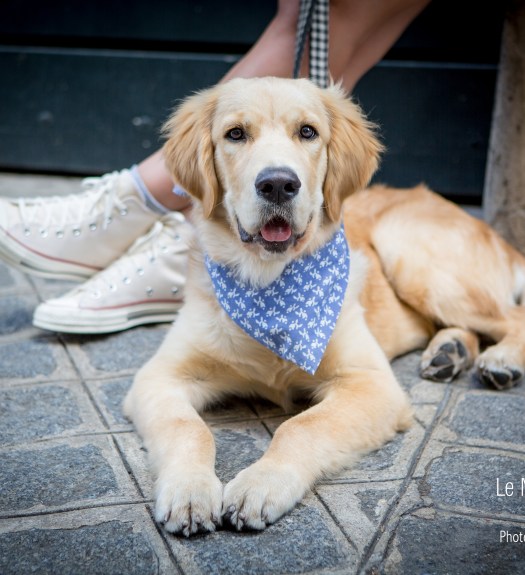 Portrait chien chiot à Paris © Le Muzographe, Nathalie Tiennot photographe