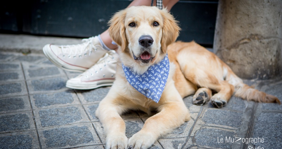 Portrait chien chiot à Paris © Le Muzographe, Nathalie Tiennot photographe