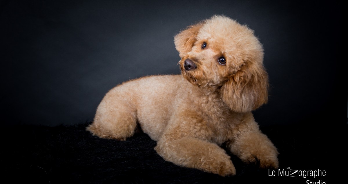 Caniche abricot en studio, paris par la photographe Nathalie Tiennot