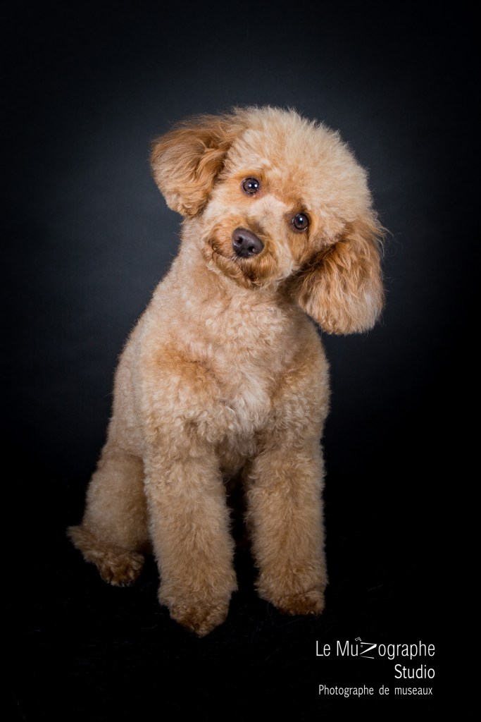Portait chien à Paris, en studio professionnel