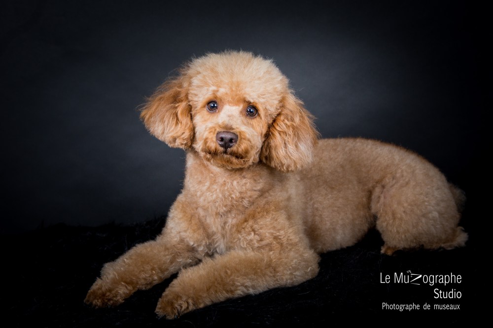 Portrait Caniche à Bourges, à domicile