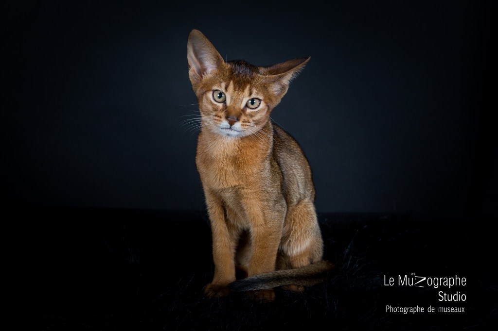séance cadeau photo pour chat © Nathalie Tiennot, Le MuZographe