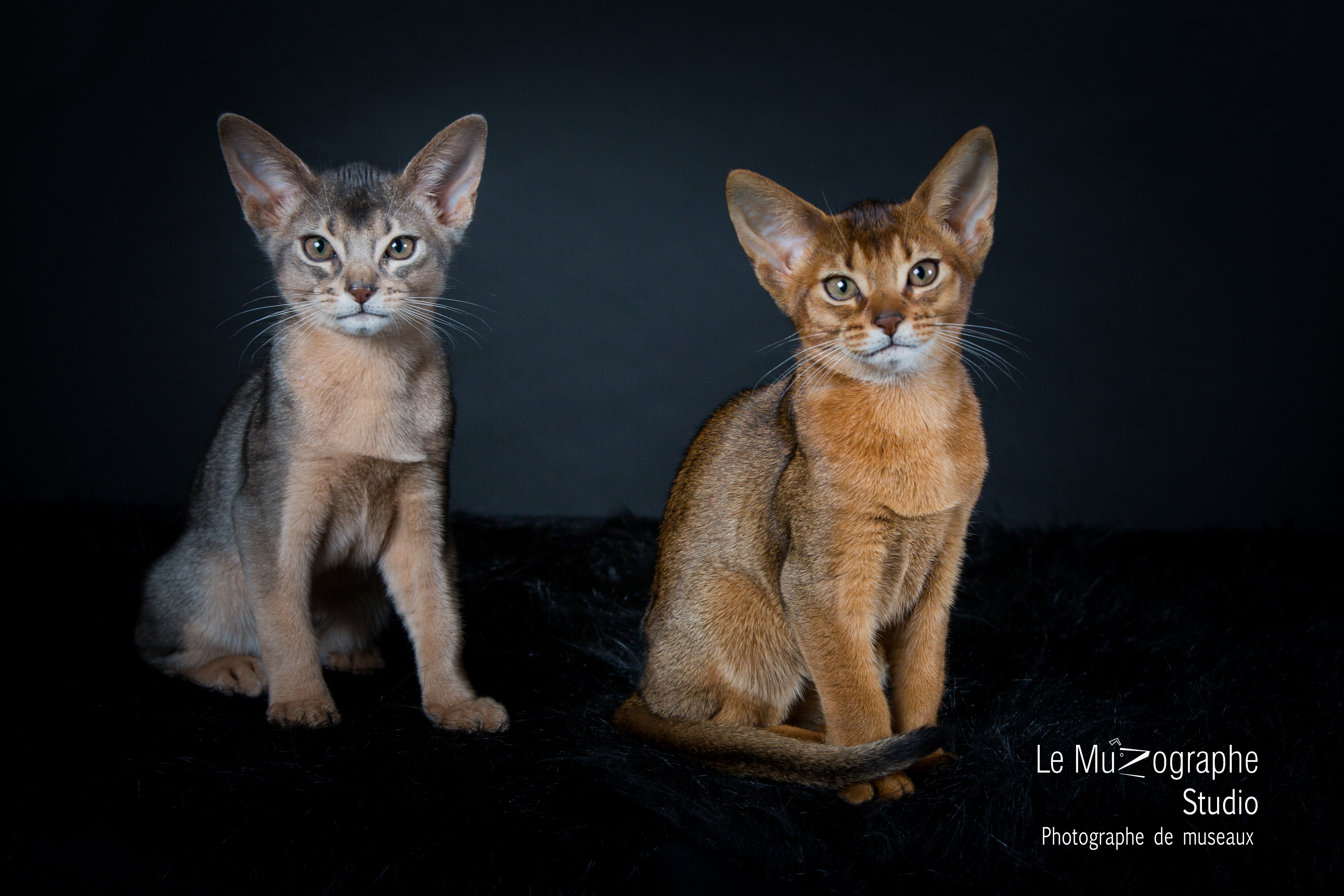 Abyssins bleu et lièvre en studio, shooting cadeau à domicile