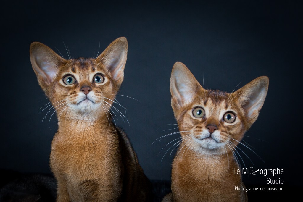Shooting professionnel pour éleveur félin, chatterie à Paris Bourges